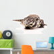 Tegu White