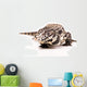 Tegu White