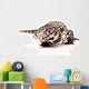 Tegu White