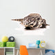 Tegu White