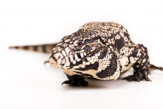 Tegu White