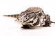 Tegu White