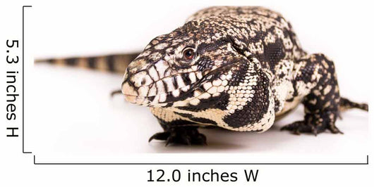 Tegu White