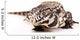Tegu White