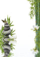 Composition Flore Aquatique Zen