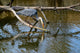 Fischreiher Lauert Am See Wall Mural