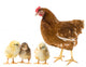 Chickens and Hen Wall Decal
