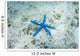 Sea Star