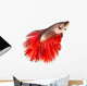 Betta Fish Siamese Fighting