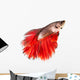 Betta Fish Siamese Fighting