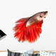 Betta Fish Siamese Fighting