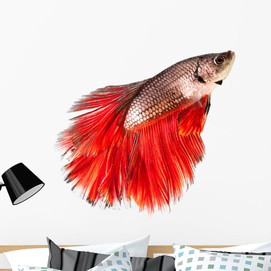Betta Fish Siamese Fighting