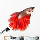 Betta Fish Siamese Fighting
