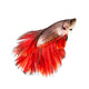Betta Fish Siamese Fighting