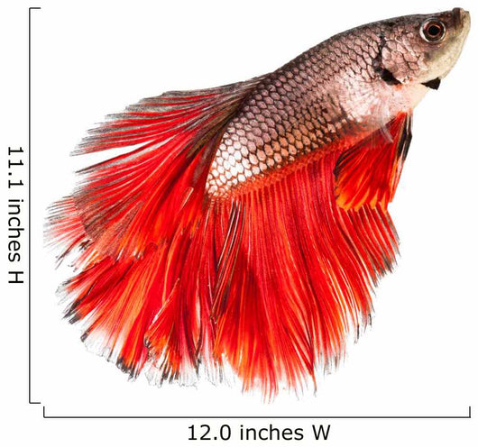 Betta Fish Siamese Fighting
