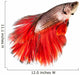 Betta Fish Siamese Fighting