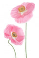poppy Wall Decal