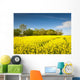 Oilseed Rape, Canola, Biodiesel Crop Wall Mural