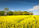 Oilseed Rape, Canola, Biodiesel Crop Wall Mural