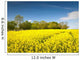 Oilseed Rape, Canola, Biodiesel Crop Wall Mural