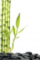 Still Life with Bamboo Grove on Pebble Wall Decal