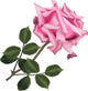 single pink rose Wall Decal