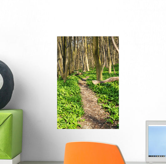 Forest with Path