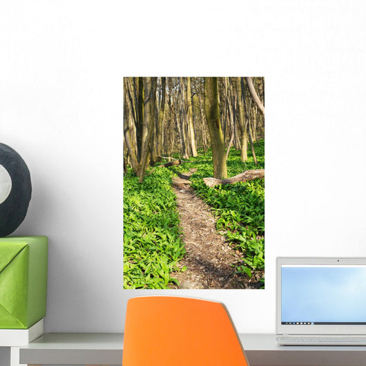 Forest with Path