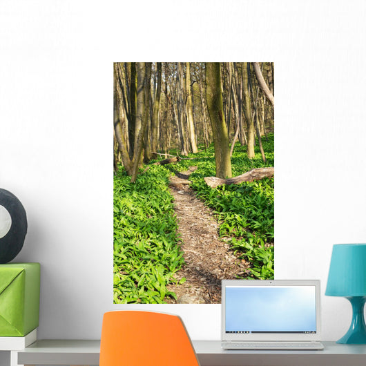 Forest with Path
