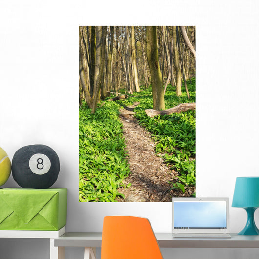 Forest with Path