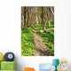 Forest with Path