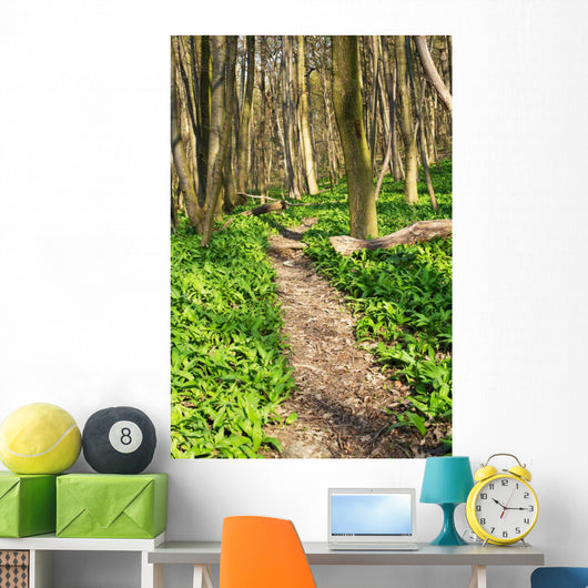 Forest with Path