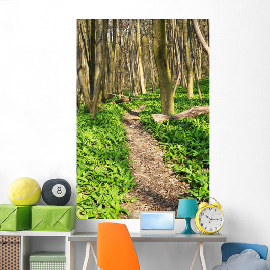 Forest with Path