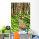Forest with Path