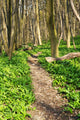 Forest with Path