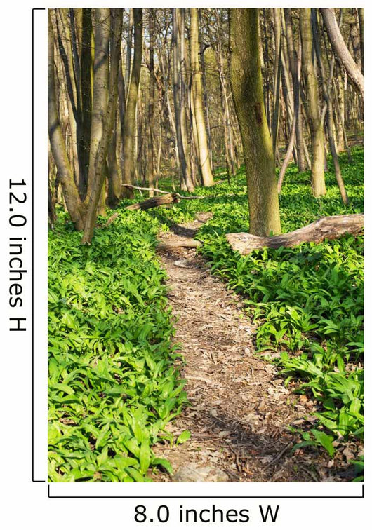 Forest with Path