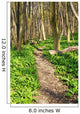 Forest with Path