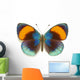 Exotic Butterfly Asterope Sapphira