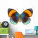 Exotic Butterfly Asterope Sapphira