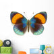 Exotic Butterfly Asterope Sapphira