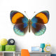 Exotic Butterfly Asterope Sapphira