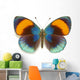 Exotic Butterfly Asterope Sapphira