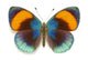 Exotic Butterfly Asterope Sapphira