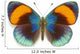Exotic Butterfly Asterope Sapphira