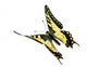 Common Swallowtail Papilio Machaon