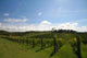 Vineyard Alignment Wall Mural