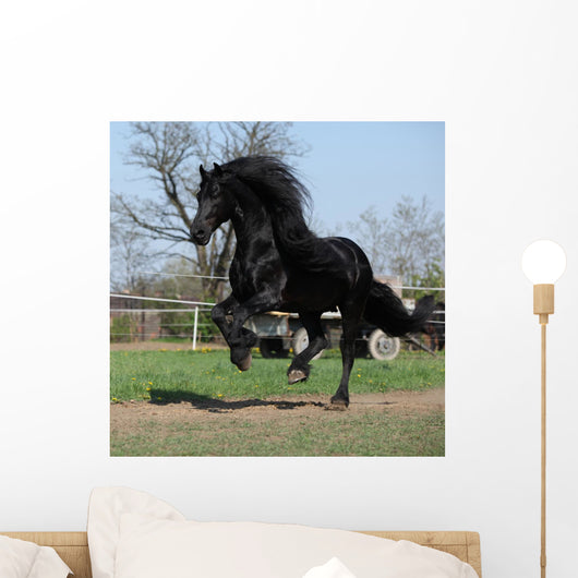 Gorgeous Friesian Stallion with Wall Mural