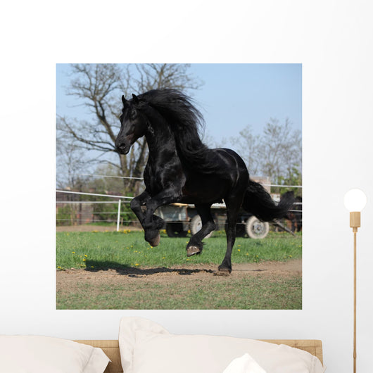 Gorgeous Friesian Stallion with Wall Mural