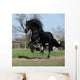 Gorgeous Friesian Stallion with Wall Mural
