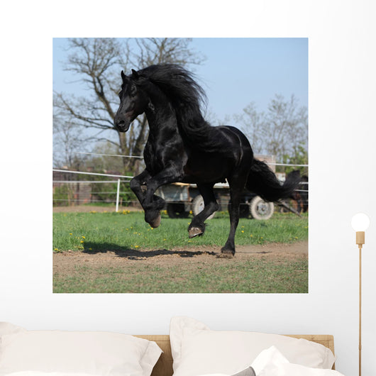 Gorgeous Friesian Stallion with Wall Mural